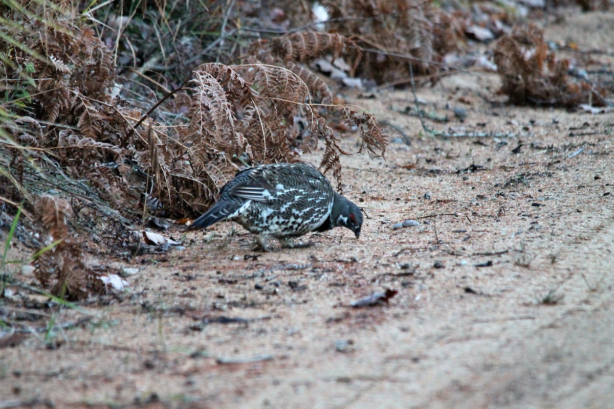Spruce Grouse - ML644260784