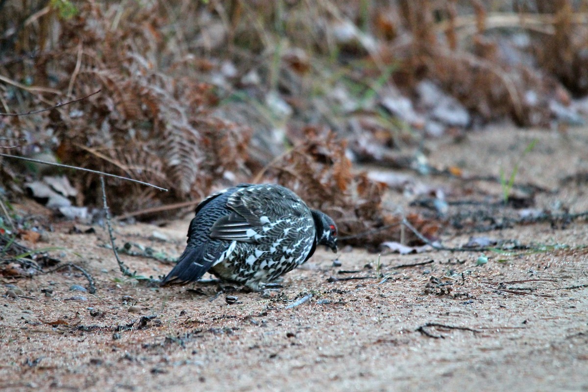 Spruce Grouse - ML644260785