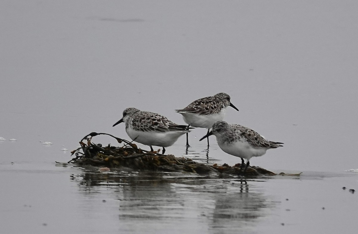 Txirri zuria - ML644260794