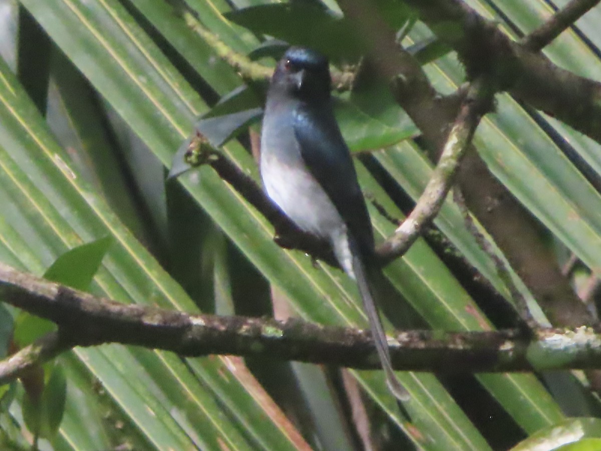 Ak Karınlı Drongo - ML644260795