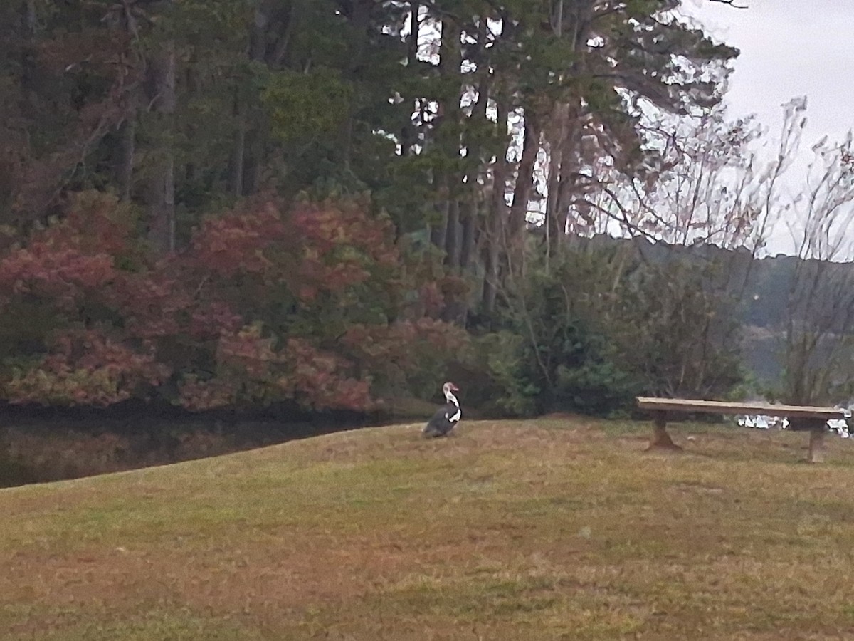 Muscovy Duck (Domestic type) - ML644260797