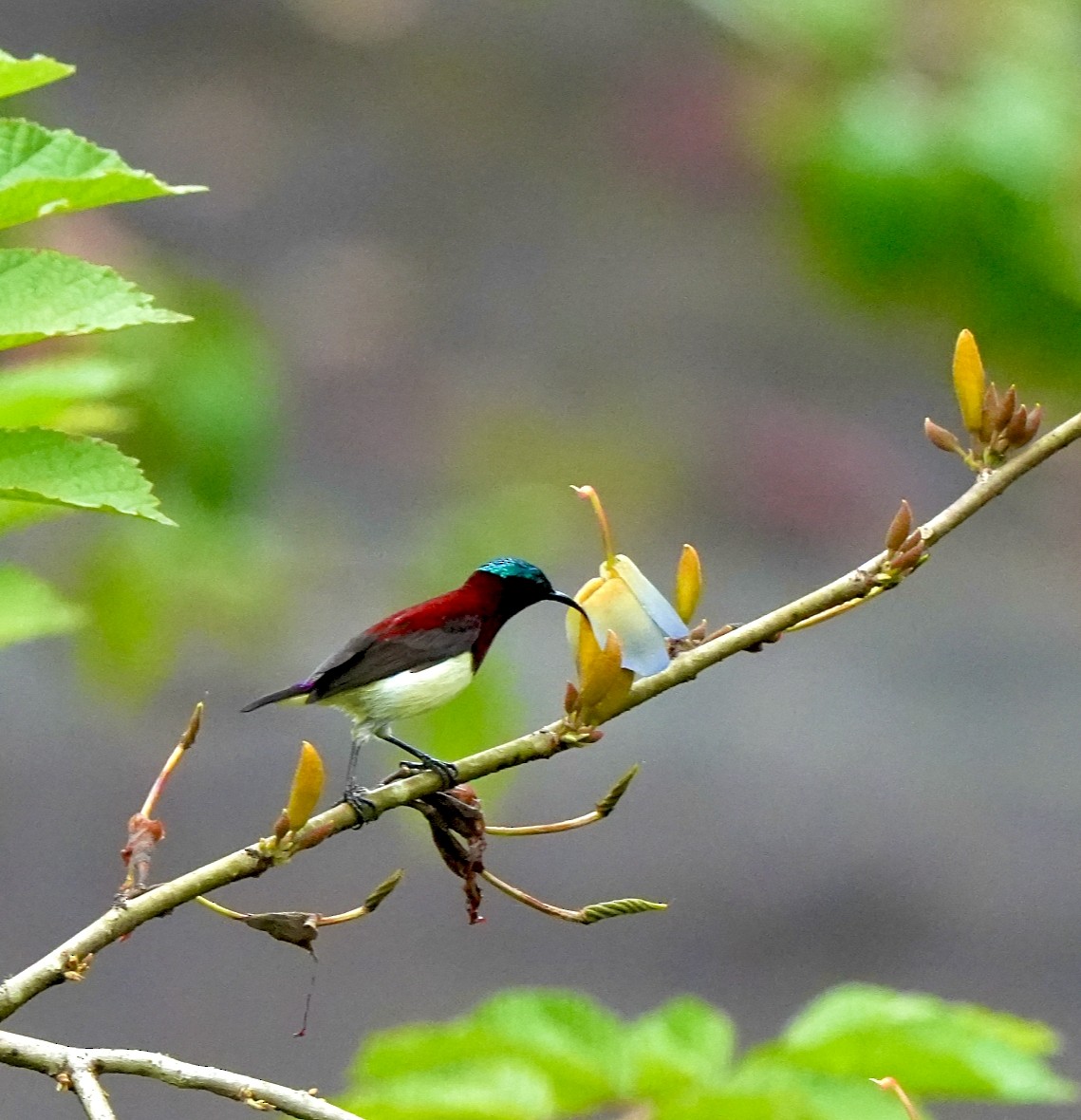 Crimson-backed Sunbird - ML644260803