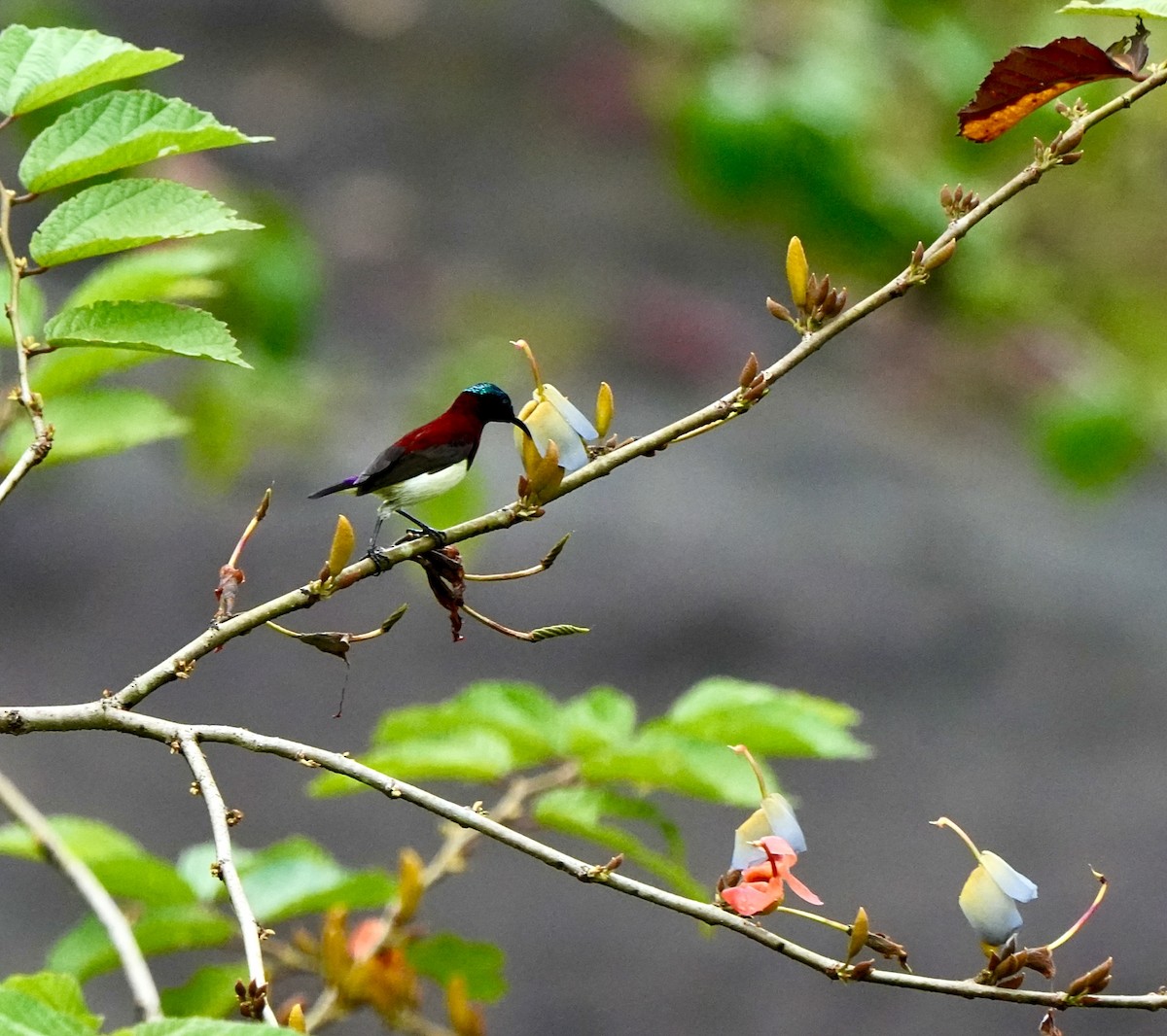 Crimson-backed Sunbird - ML644260806