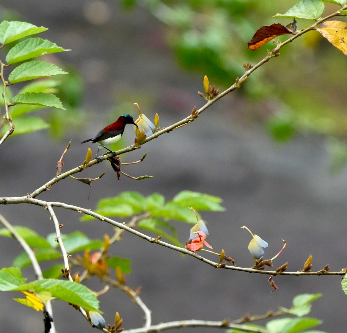 Crimson-backed Sunbird - ML644260808