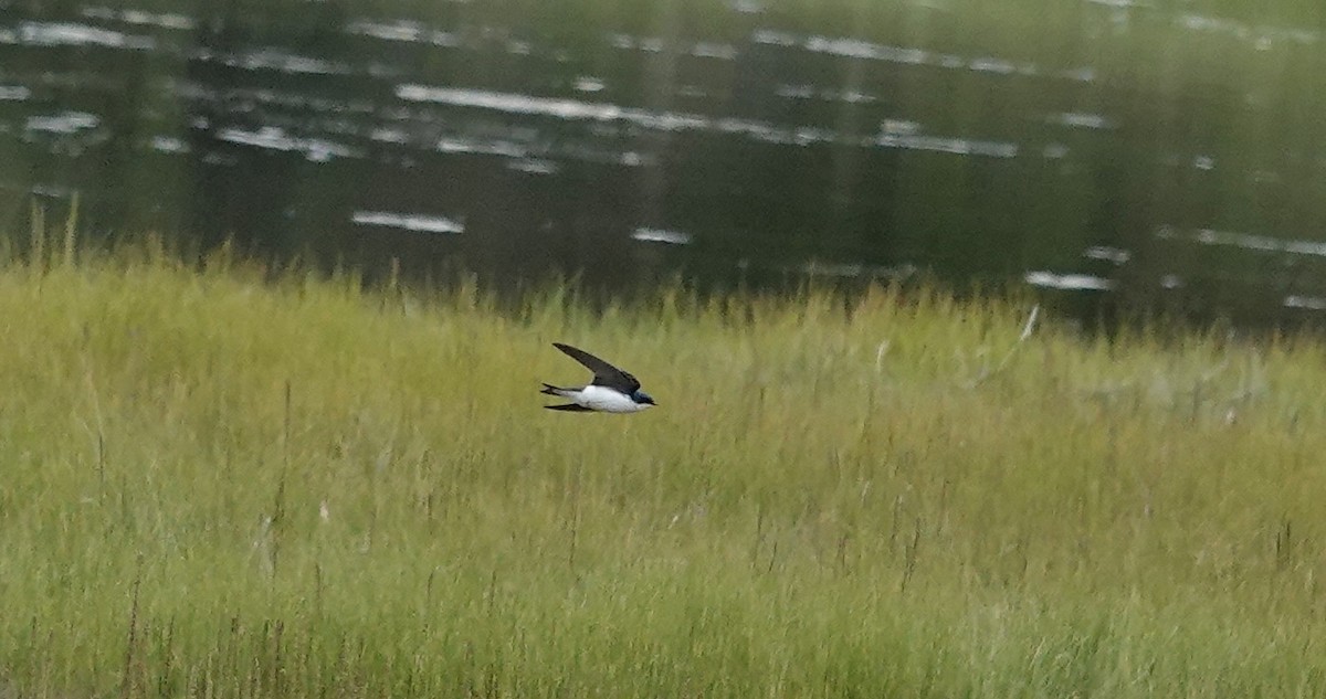 Tree Swallow - ML644260814