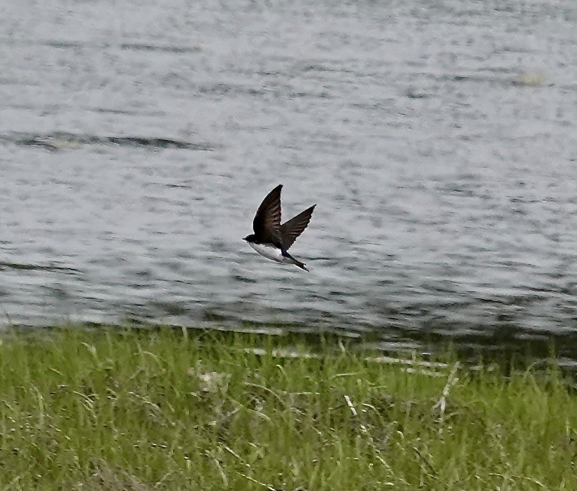 Tree Swallow - ML644260815
