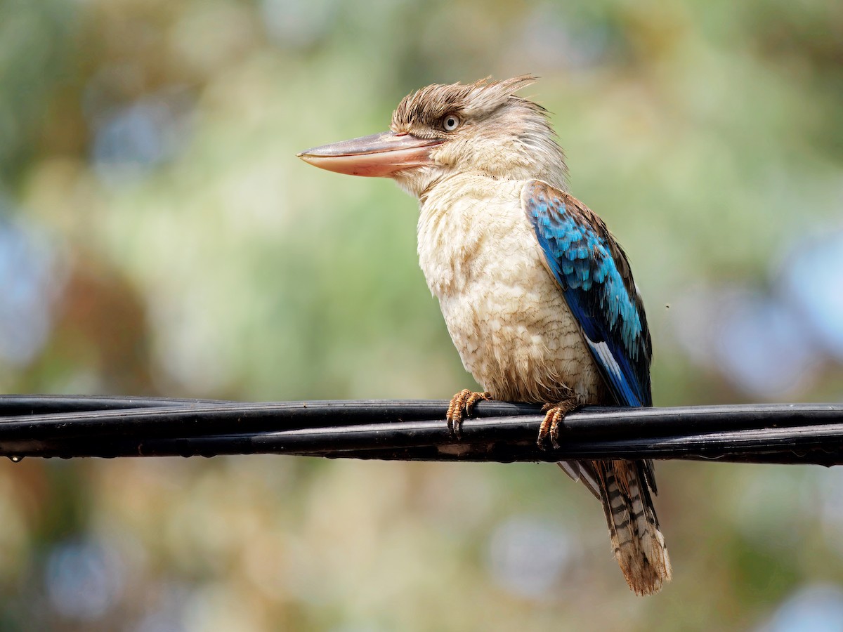 Blue-winged Kookaburra - ML644260816