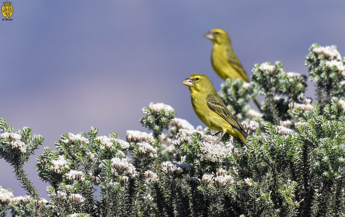 Kükürt İsketesi - ML644260841