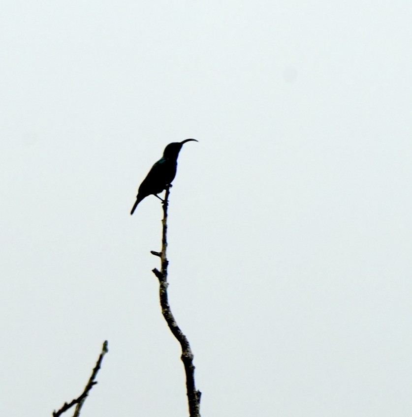 Loten's Sunbird - ML644260846