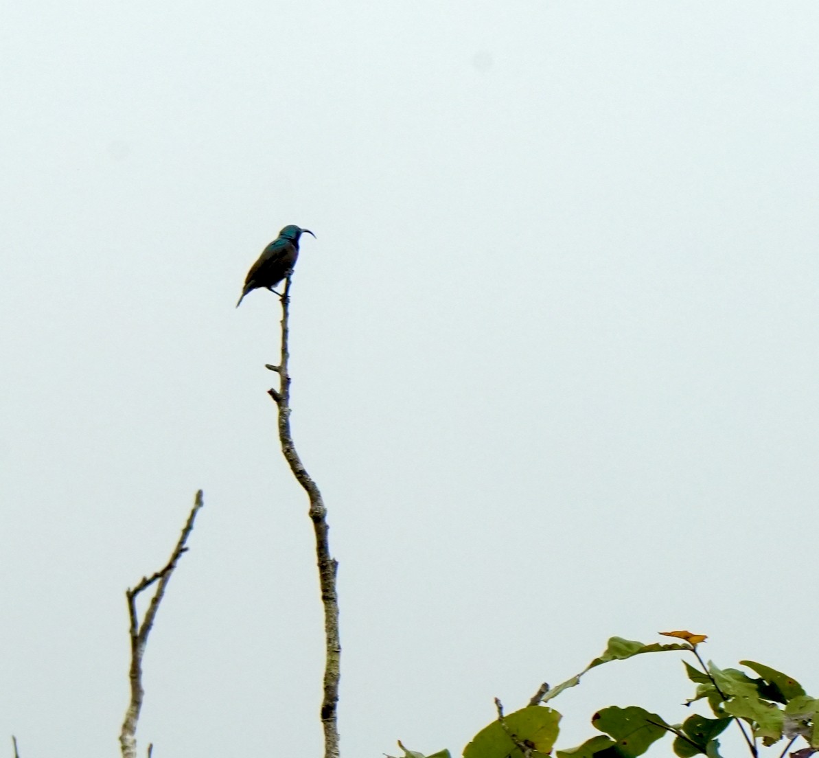 Loten's Sunbird - ML644260847