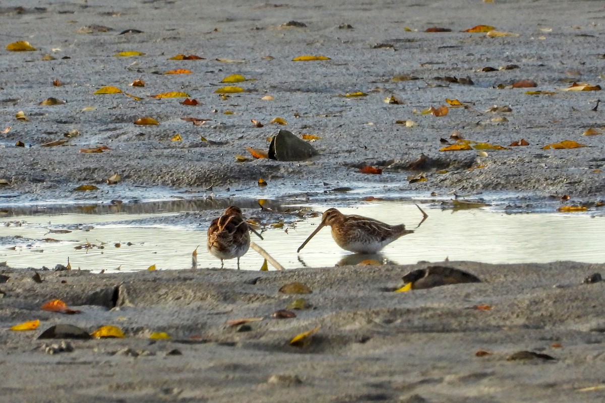 Bécassine des marais - ML644260849