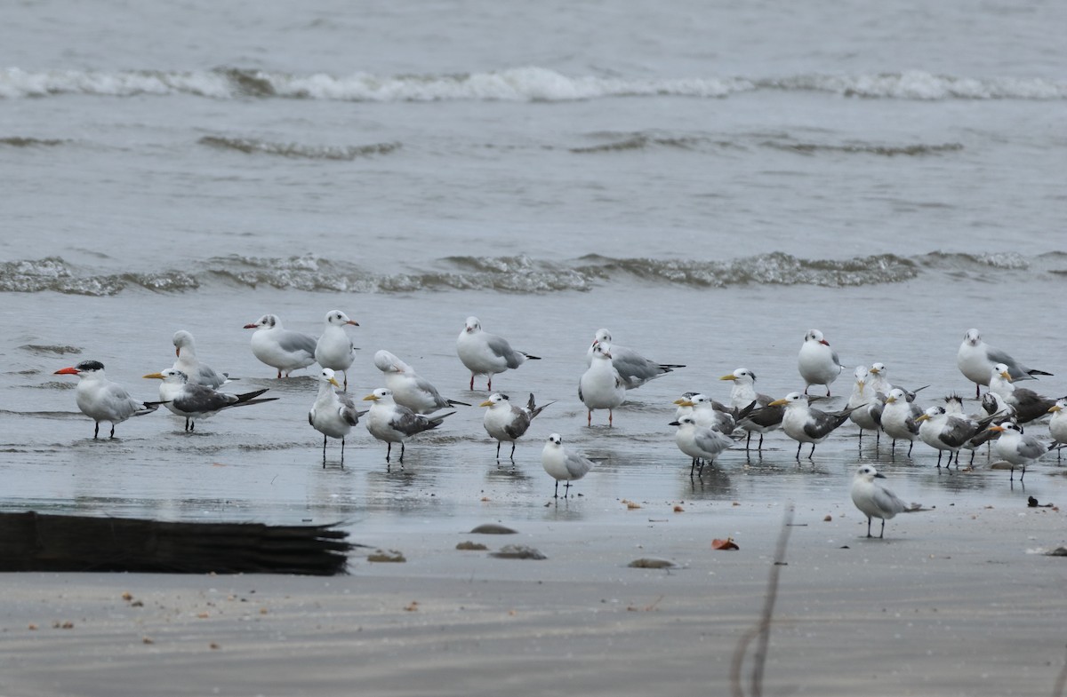 Бор толгойт цахлай - ML644260859