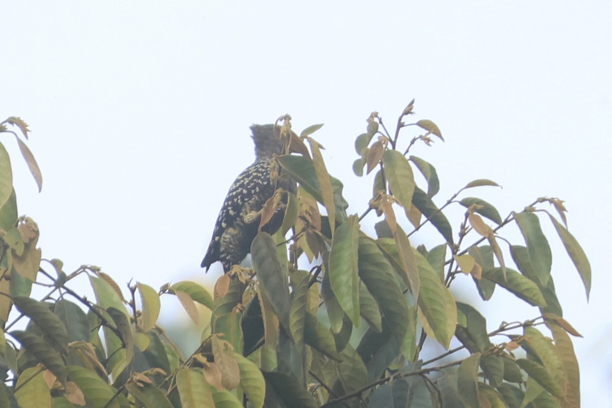 Buff-rumped Woodpecker - ML644260866