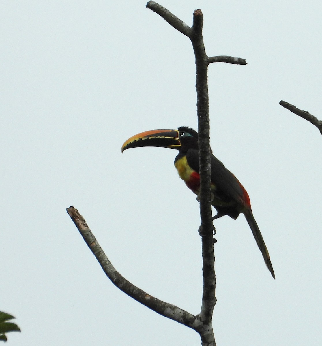 Braunohrarassari - ML644260871