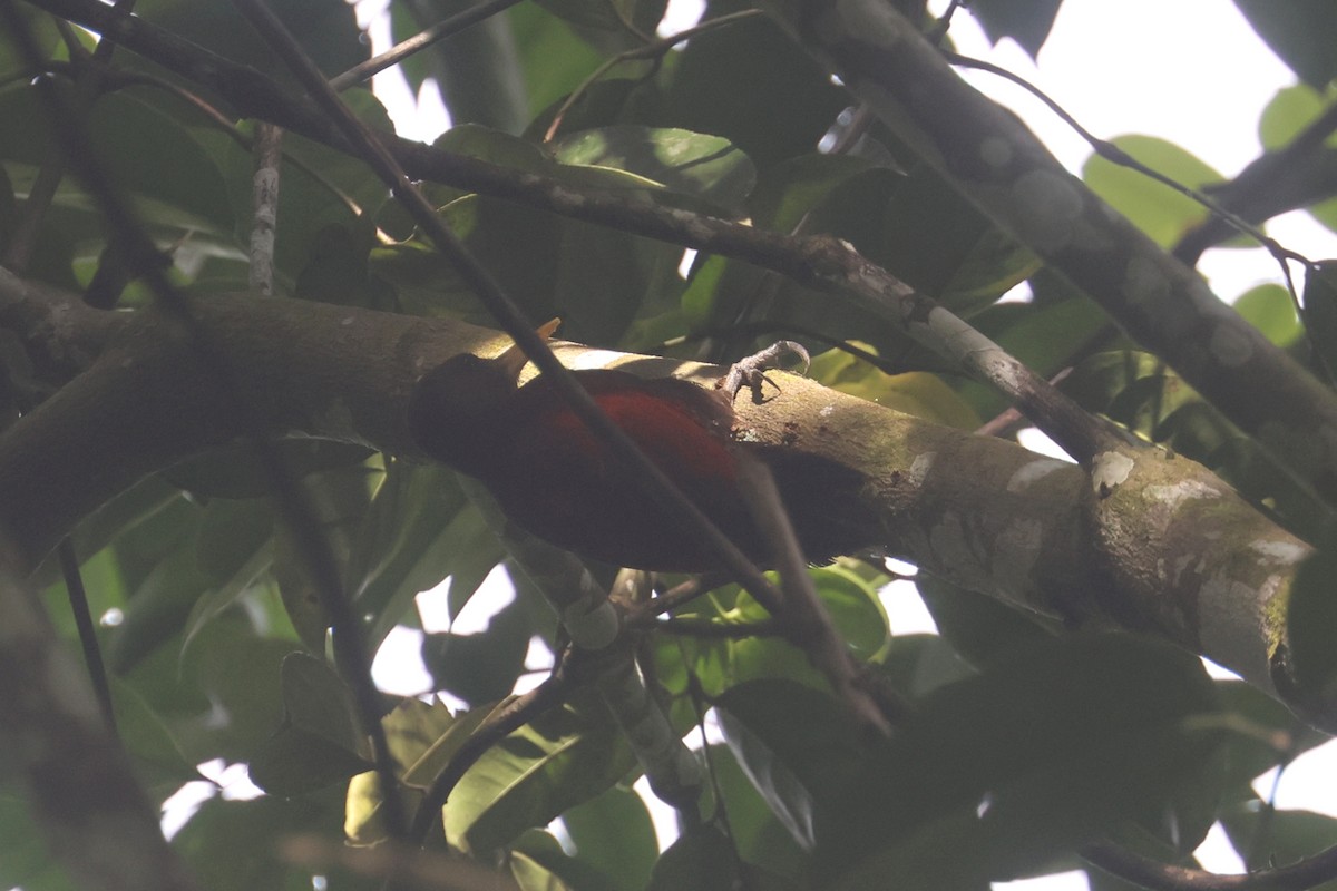 Maroon Woodpecker - ML644260875