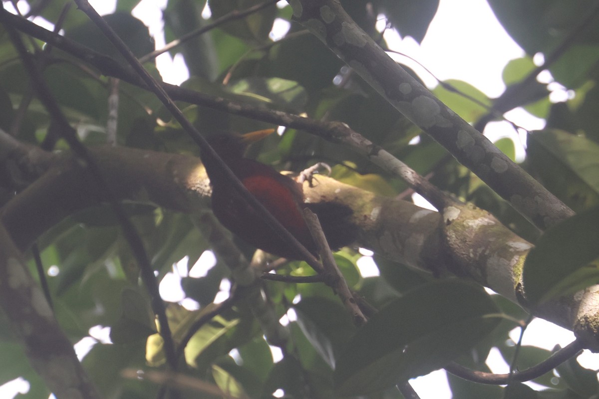 Maroon Woodpecker - ML644260876