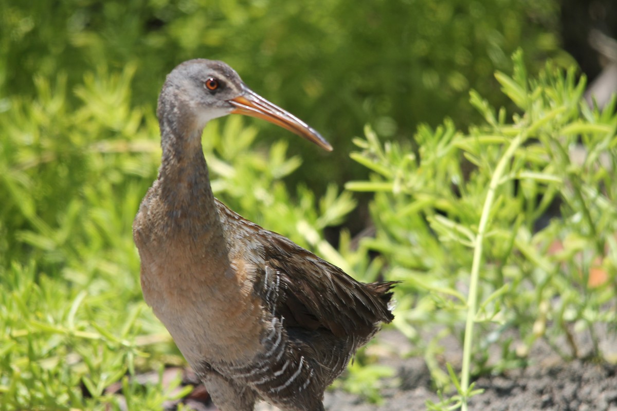 Clapper Rail (Caribbean) - ML644260884