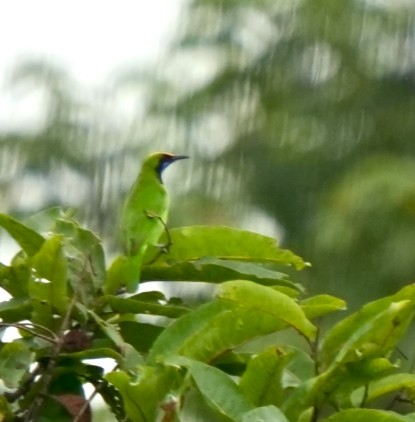 gyllenpannebladfugl - ML644260887