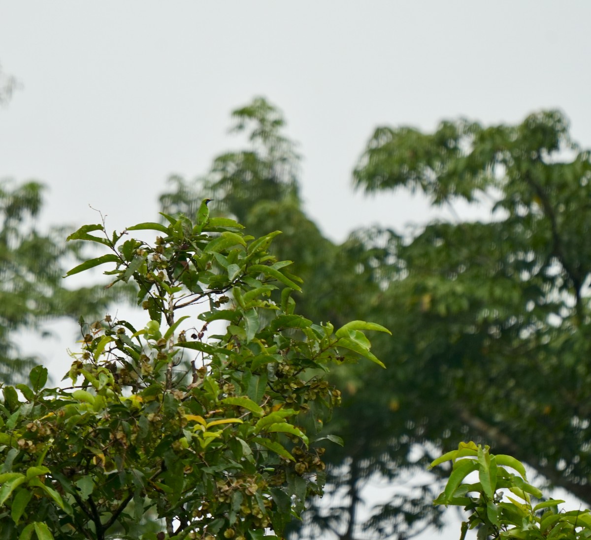 gyllenpannebladfugl - ML644260888