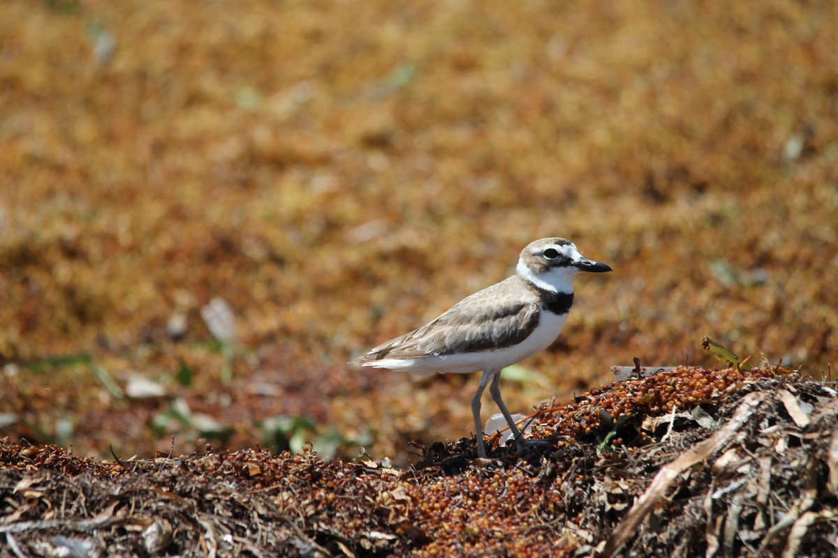 Wilson's Plover - ML644260889