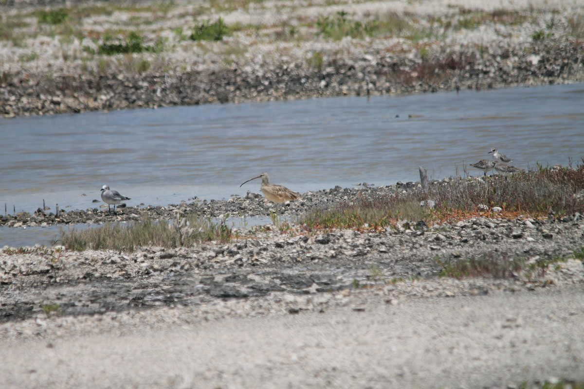 Long-billed Curlew - ML644260910