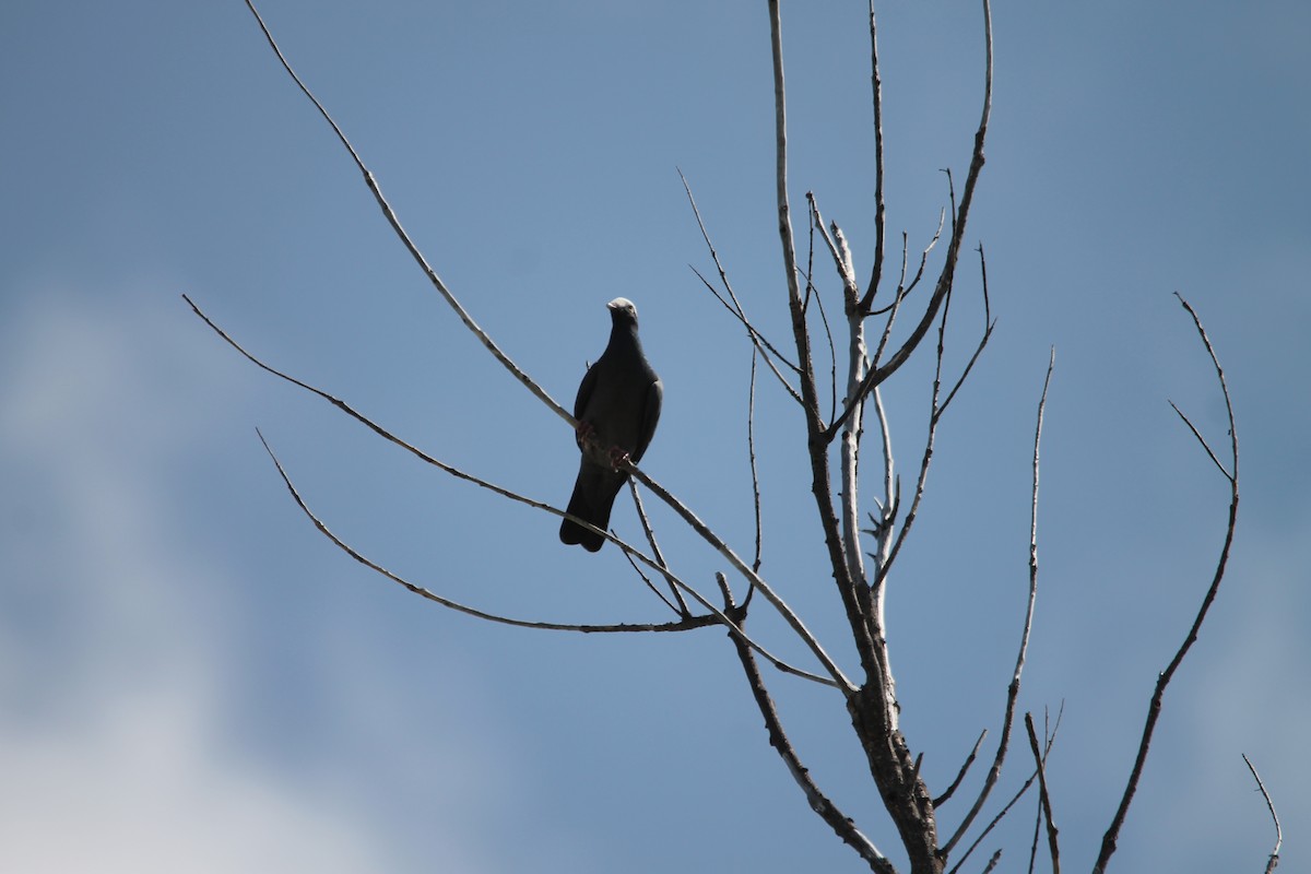 White-crowned Pigeon - ML644260918