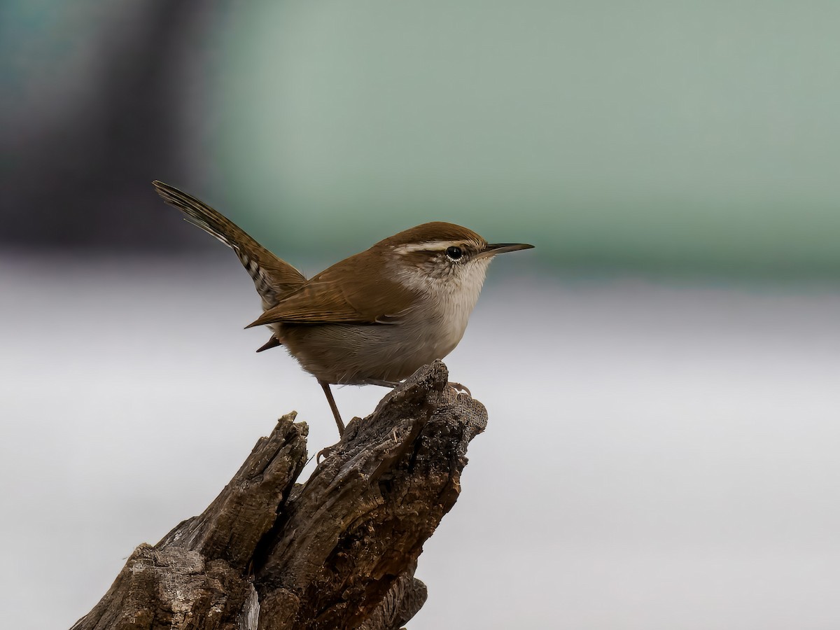 Підбуреник - ML644260922