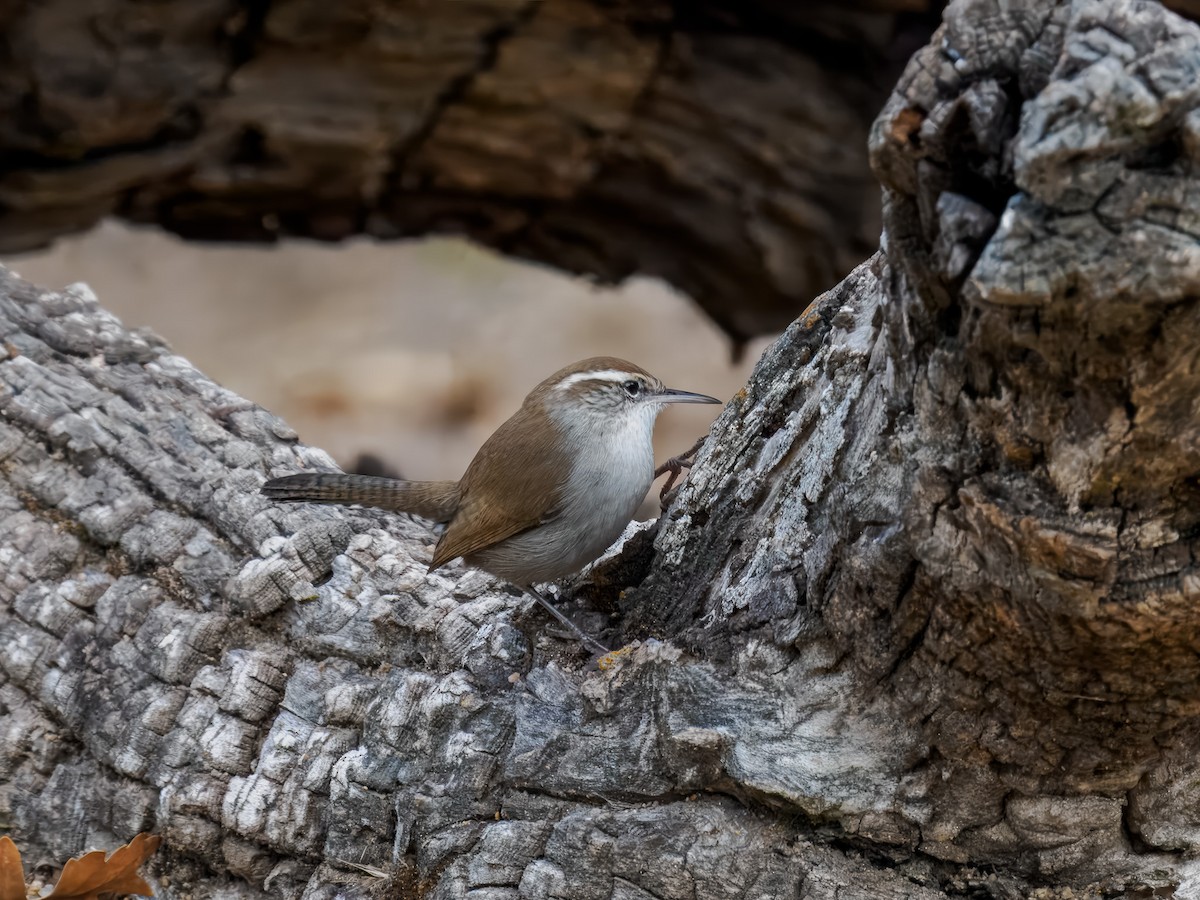 Підбуреник - ML644260923