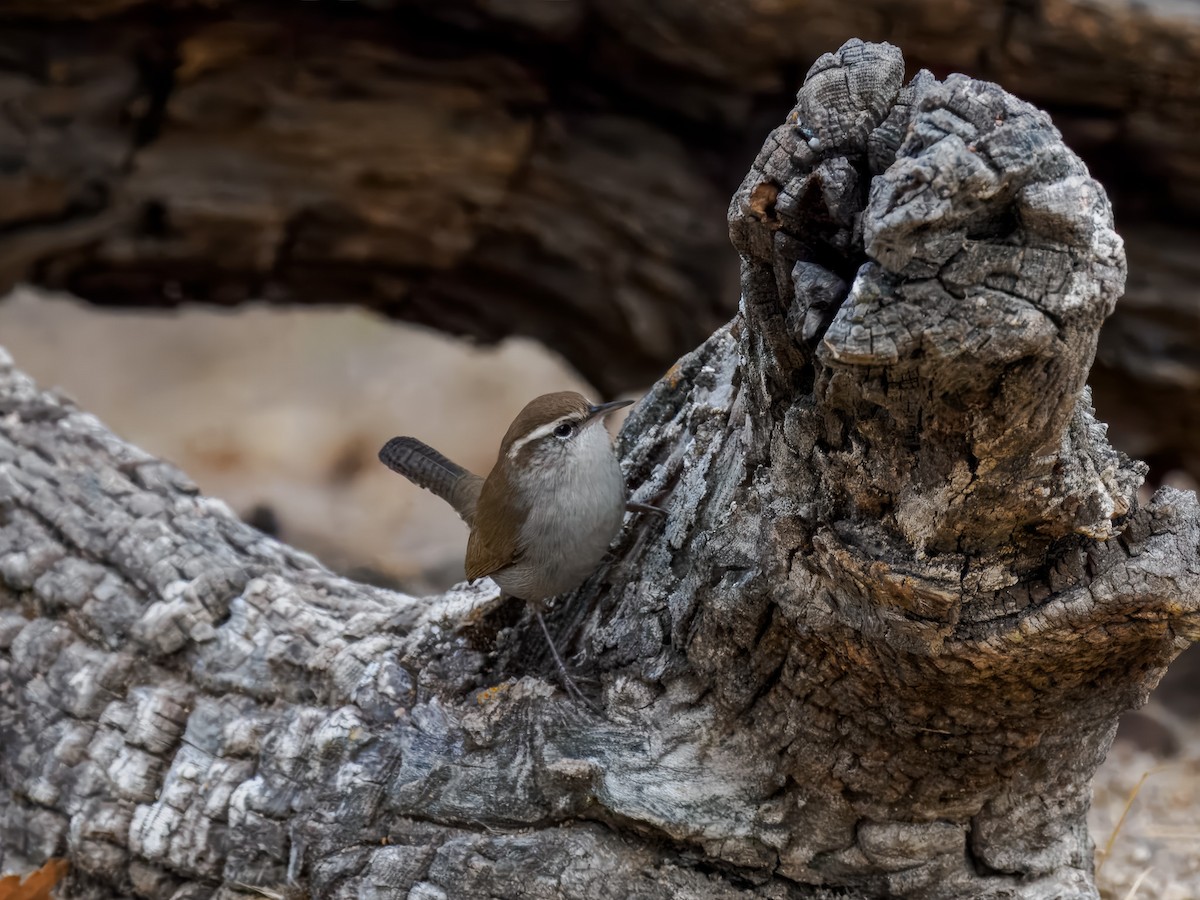 Підбуреник - ML644260924