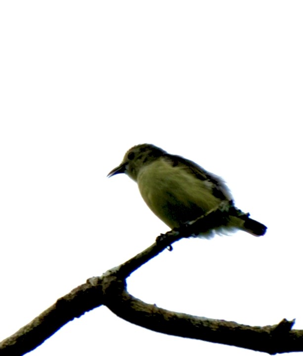 Nilgiri Flowerpecker - ML644260926