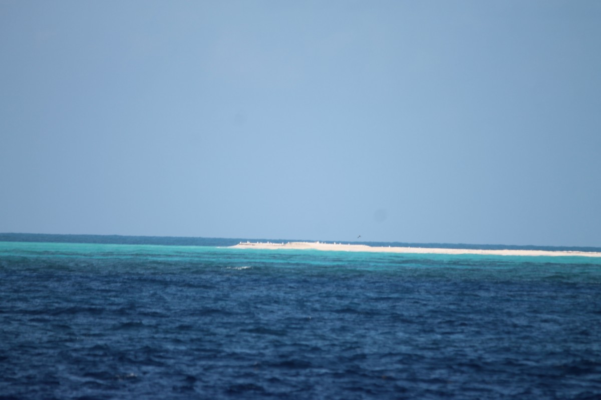Masked Booby - ML644260934