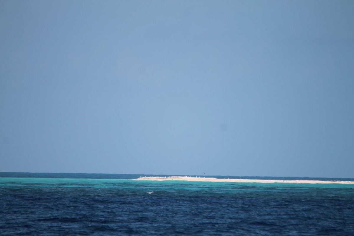 Masked Booby - ML644260937