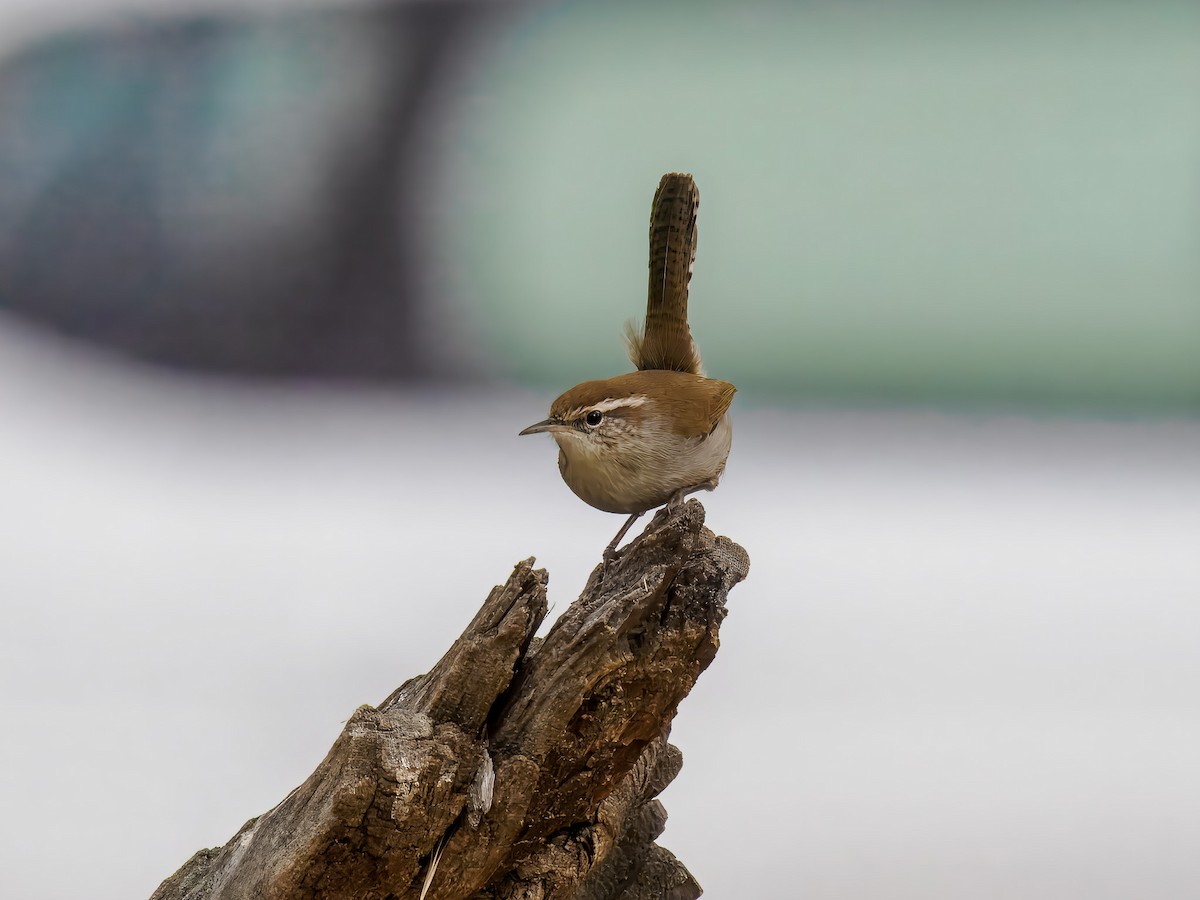 Підбуреник - ML644260941