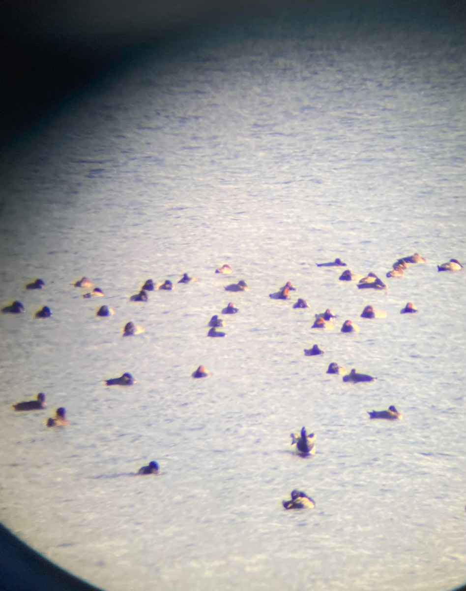 Fuligule à tête rouge - ML644260943