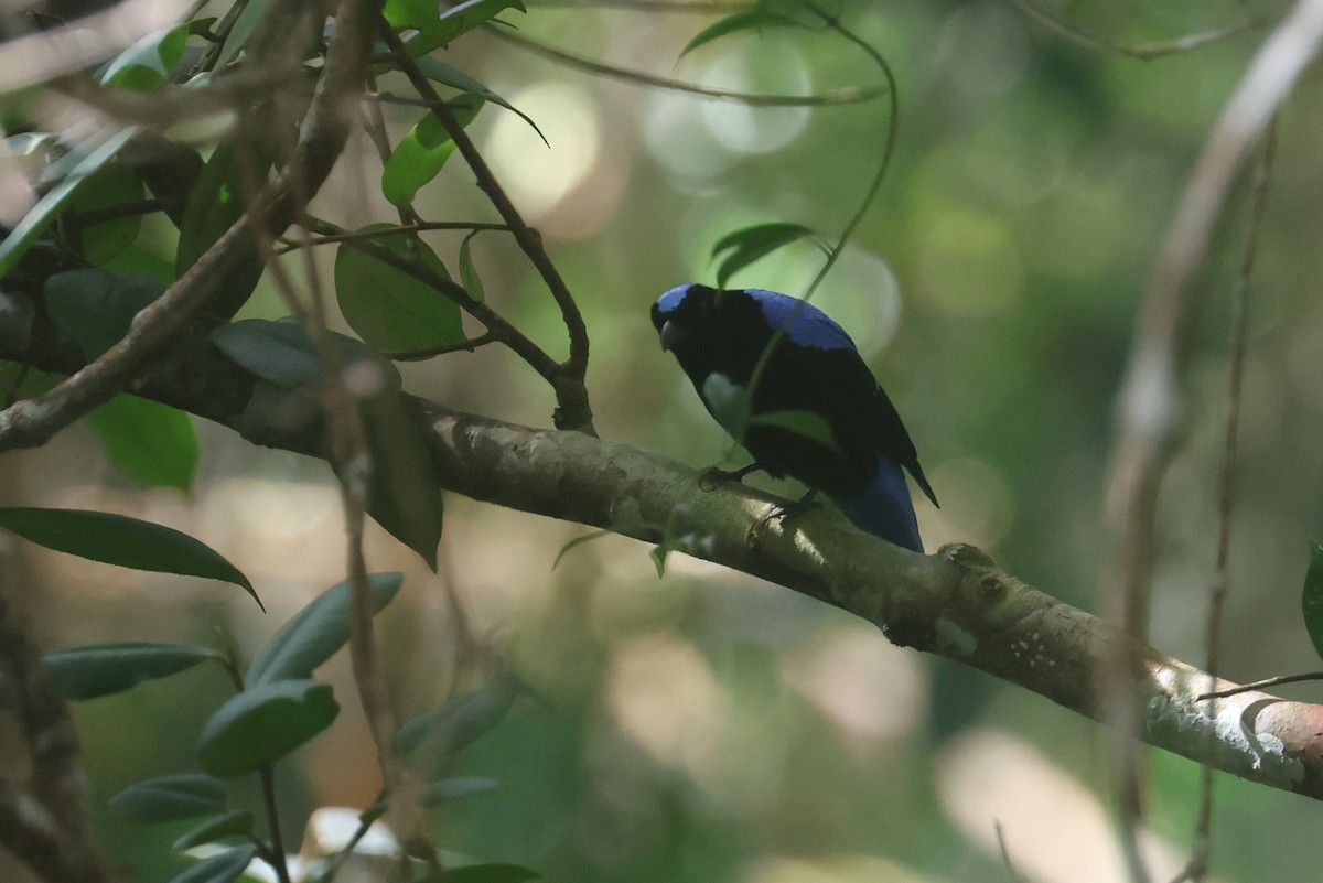 Asian Fairy-bluebird - ML644260944