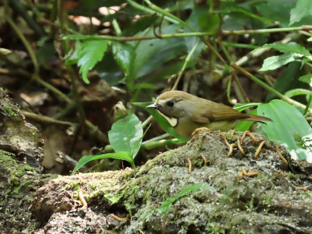 White-gorgeted Flycatcher - ML644260952