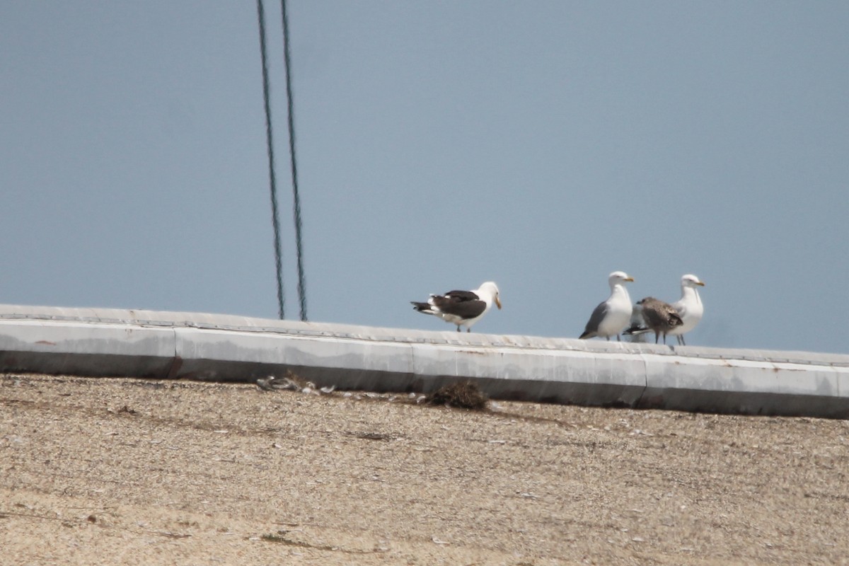 Kelp Gull - ML644260958