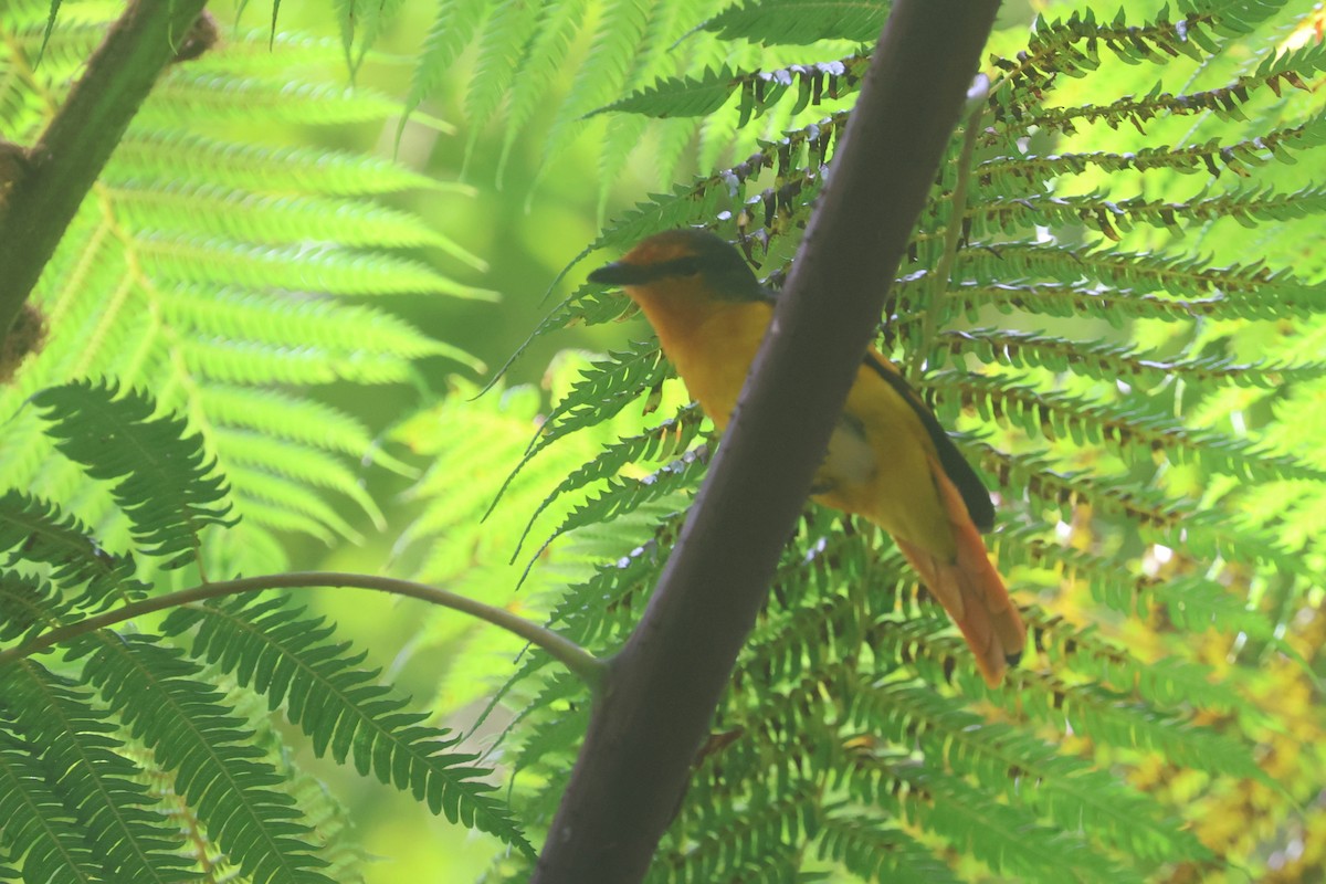 Scarlet Minivet - ML644260959