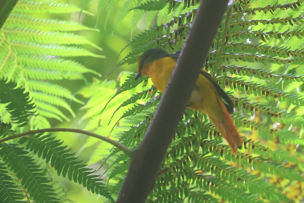 Scarlet Minivet - ML644260960