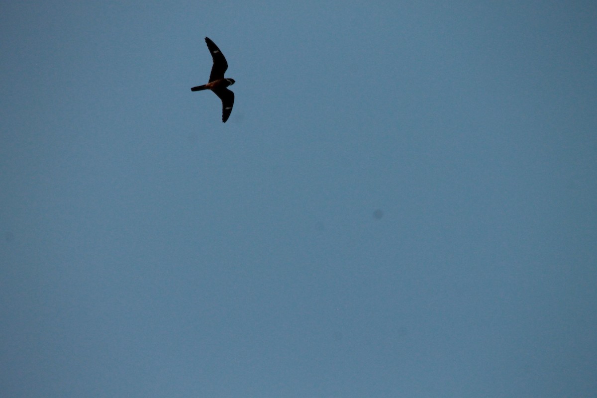 Engoulevent piramidig - ML644260967