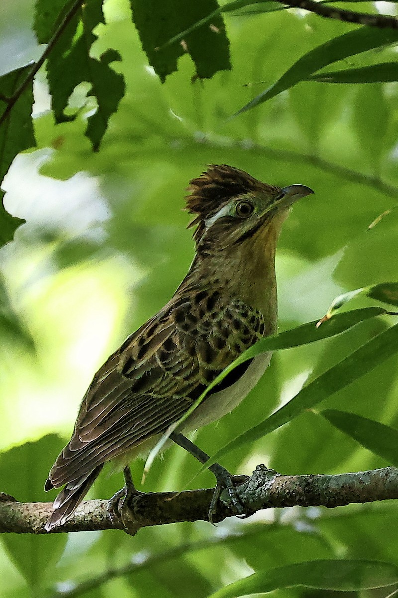 Striped Cuckoo - ML644260968