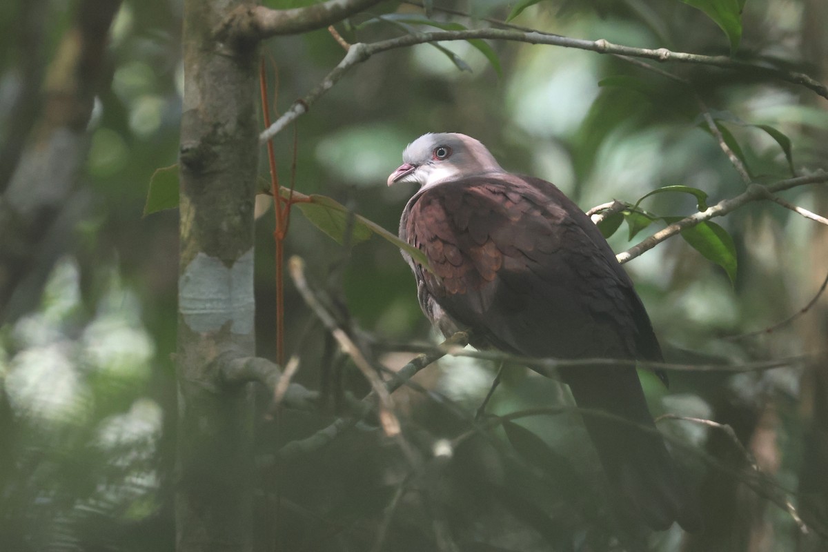 Горный плодовый голубь - ML644260976