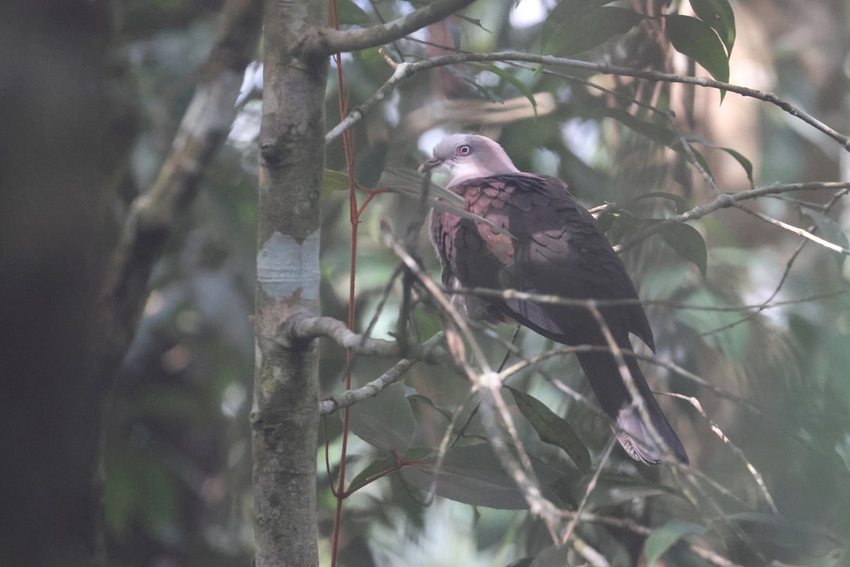 Горный плодовый голубь - ML644260977