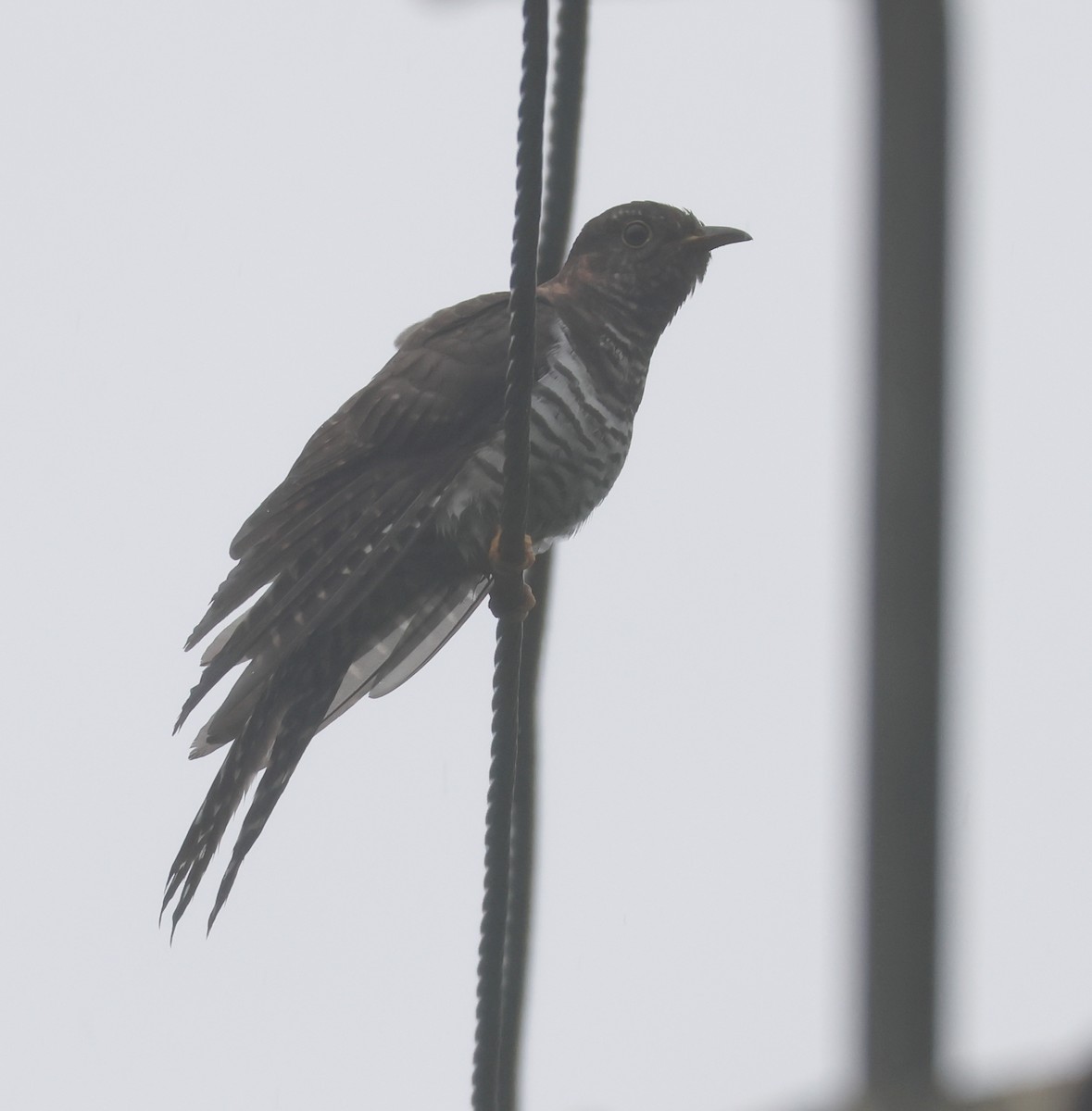 Хурган хөхөө - ML644260987