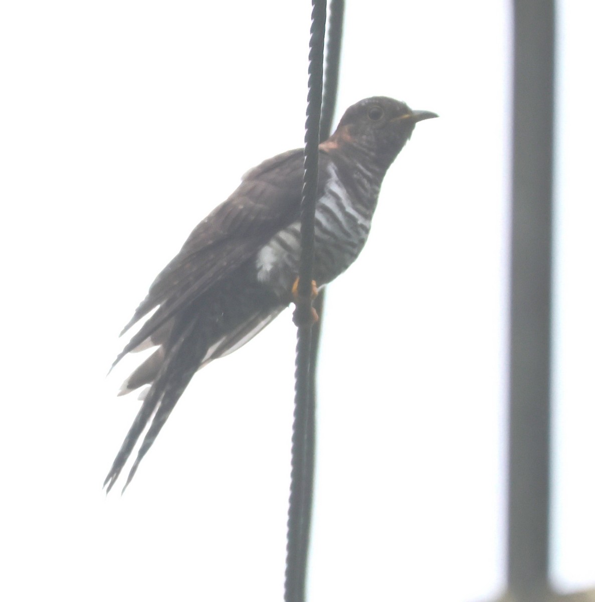 Хурган хөхөө - ML644260990