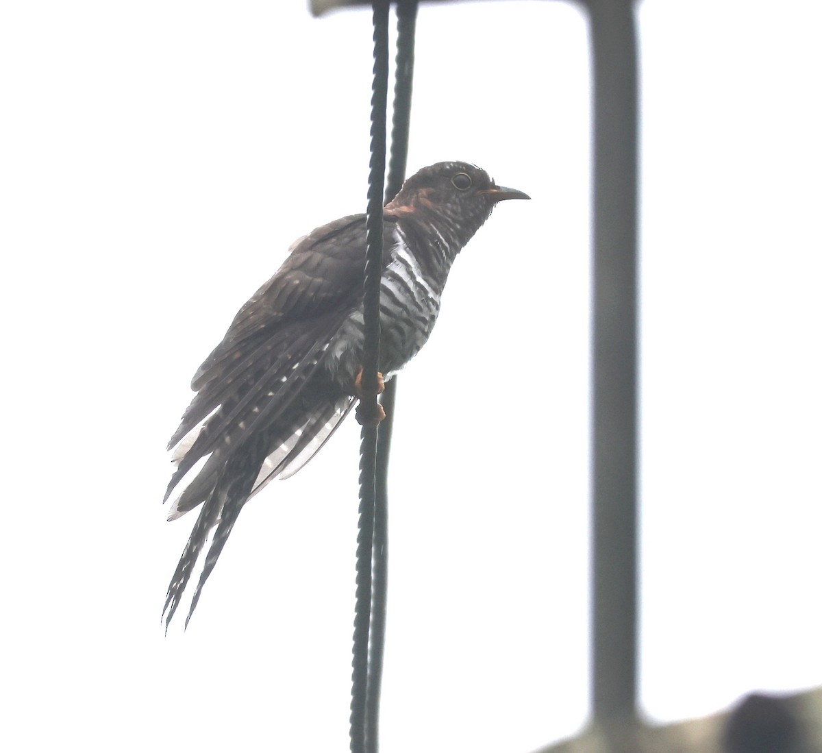 Хурган хөхөө - ML644260992