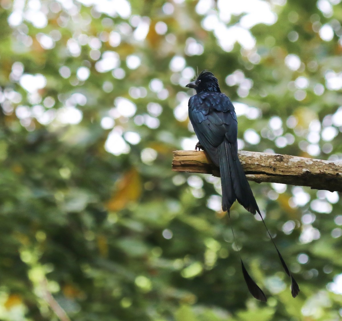 Drongo à raquettes - ML644260993