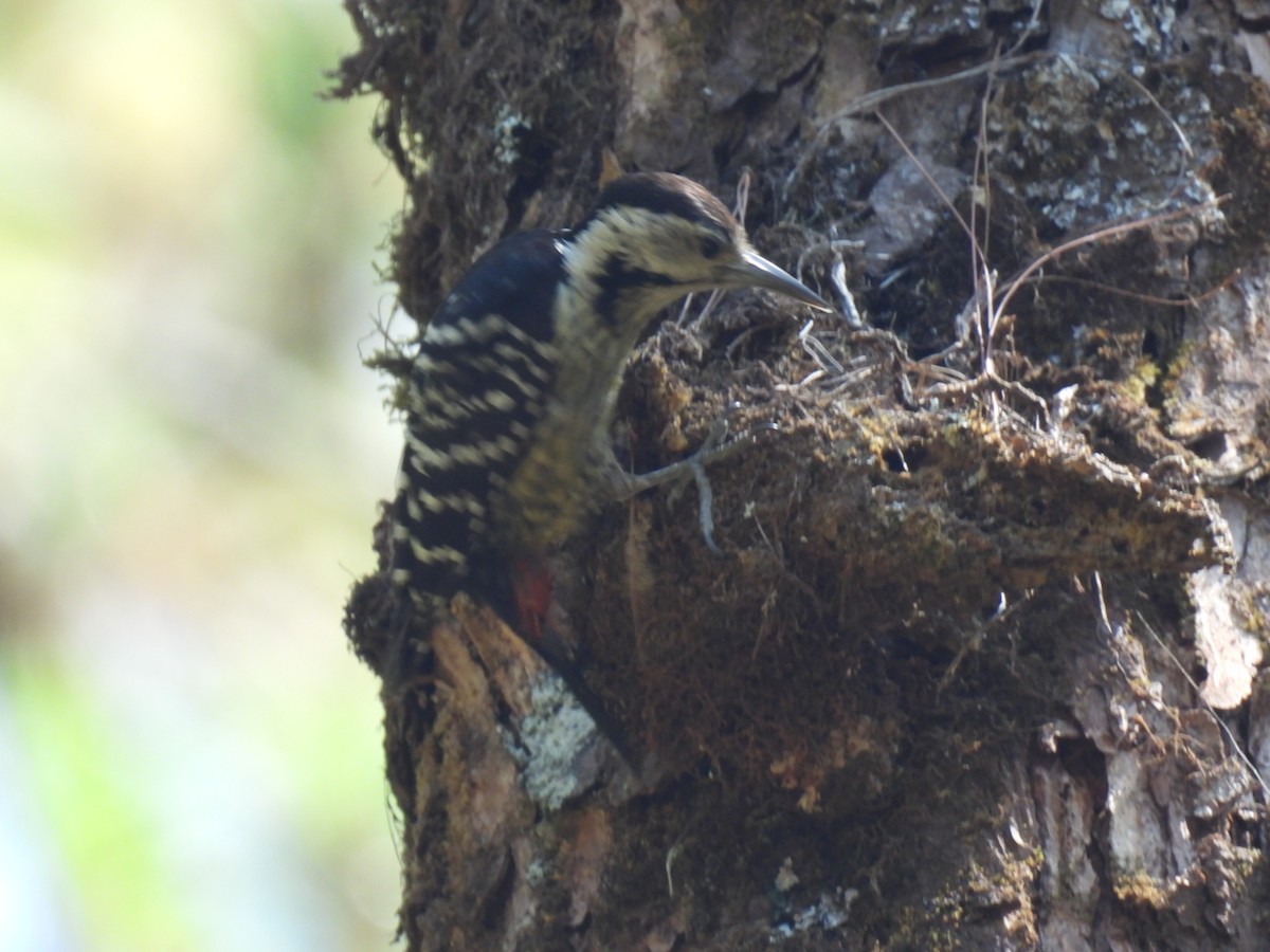 Stripe-breasted Woodpecker - ML644260995