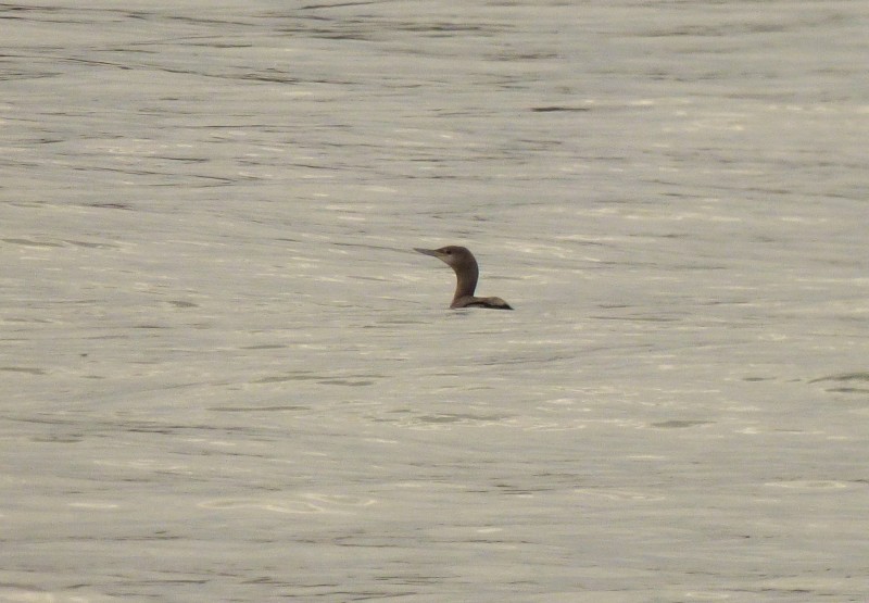 Plongeon catmarin - ML644260996