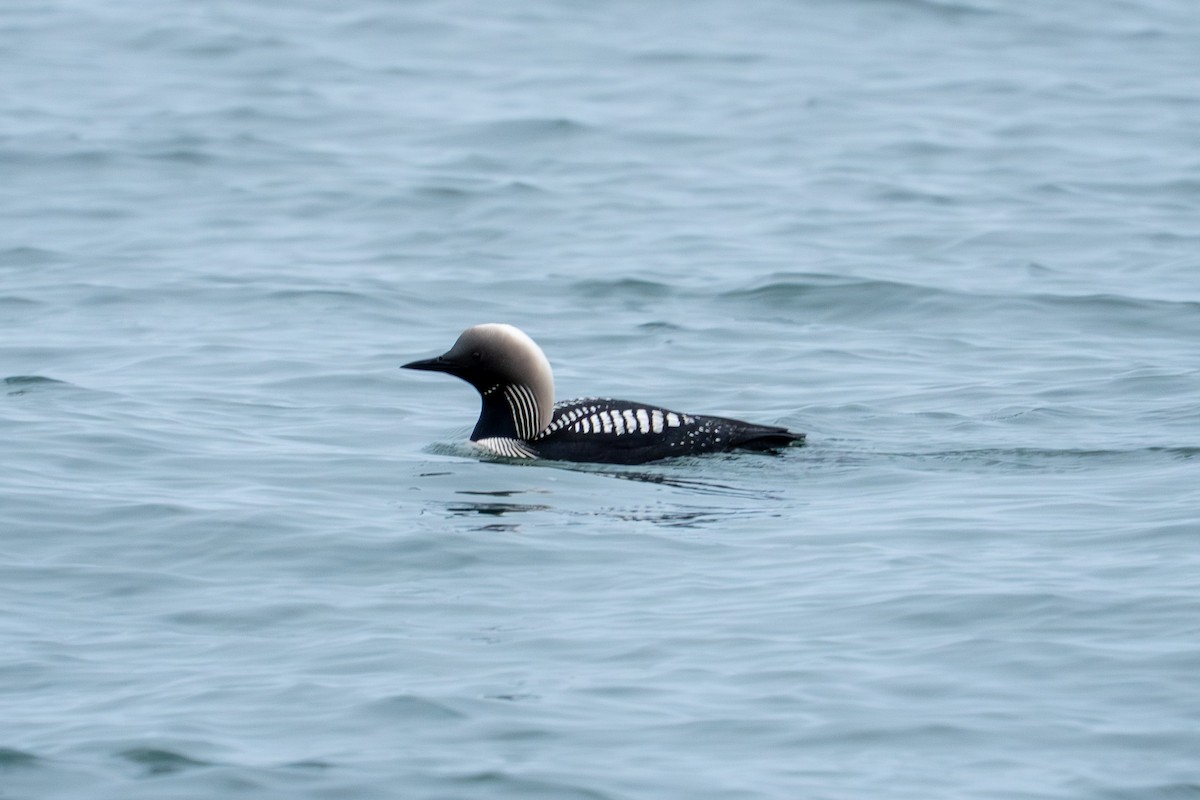 Pacific Loon - ML644260997